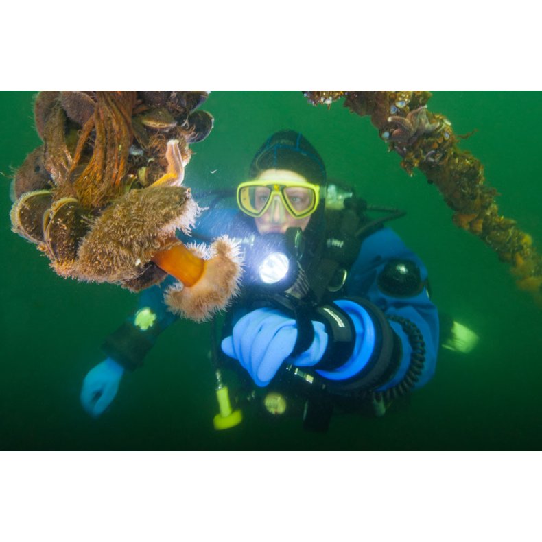 SI TECH Glove Lock QCP T�rhandske system